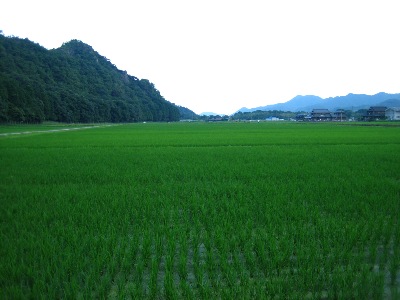 山田錦発祥の地　兵庫県多可町東安田の景色です